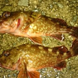 梅雨のロックフィッシュゲーム