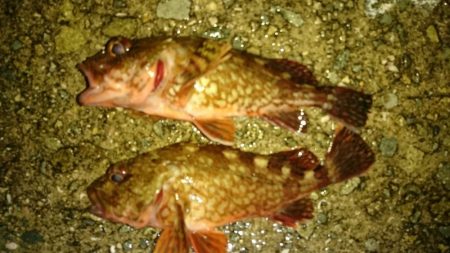 梅雨のロックフィッシュゲーム