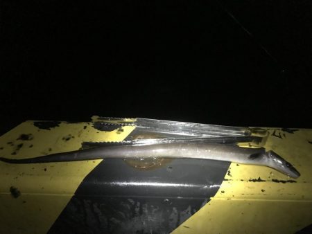 友人と五目釣り!