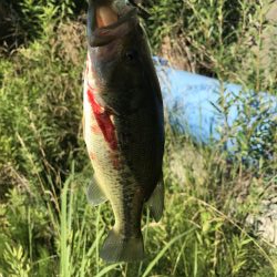 海まで行かず野池に久し振りに行って来ました。