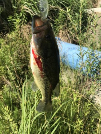 海まで行かず野池に久し振りに行って来ました…