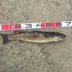 黒鯛　口太　上がりました！