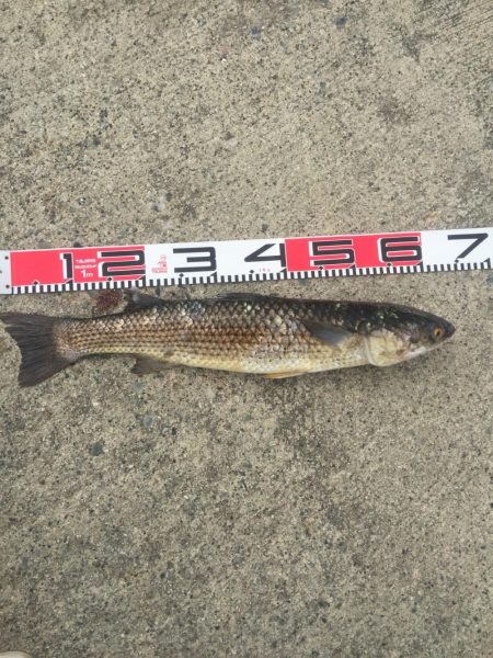 黒鯛　口太　上がりました！