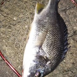 [緊急任務]キビレ調達作戦！！