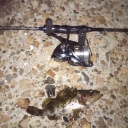 雨上がりの得意パターン〜メバリングはいつまで?〜