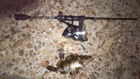 雨上がりの得意パターン〜メバリングはいつまで?〜