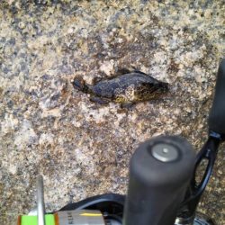 デイでのタケノコ狩り