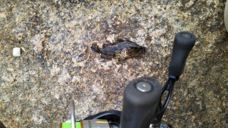 デイでのタケノコ狩り