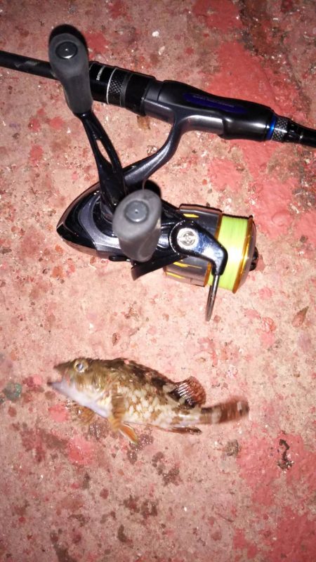 出勤前のメバリング♪