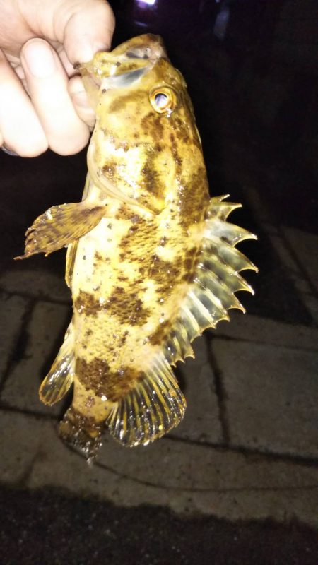 本メバルを探して〜南芦屋浜〜