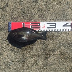 チンタゲット！！　メジナは好調！　