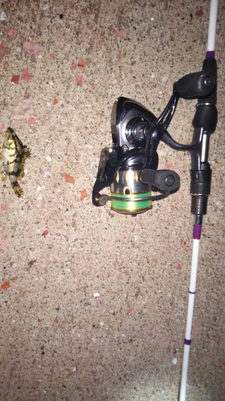 本気のメバリング〜明石〜