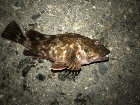 ちょっとだけリベンジ？