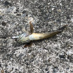 エギングロッドでキス釣り