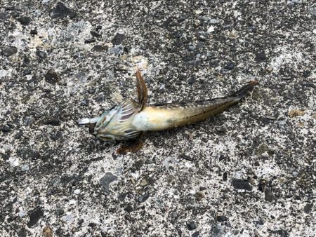 エギングロッドでキス釣り