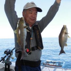 土佐安芸のハマちゃんの釣果