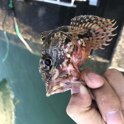 オカッパリ真鯛！！