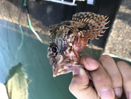 オカッパリ真鯛！！