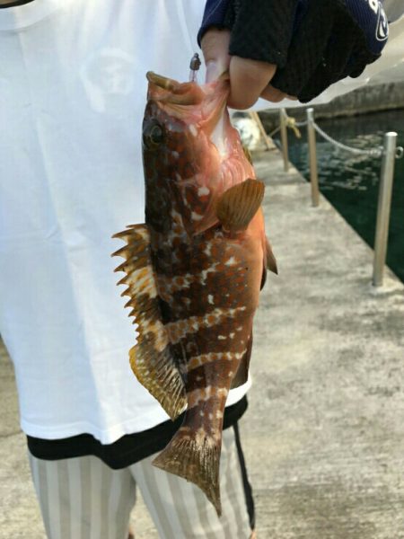 エギング、、のはずが？