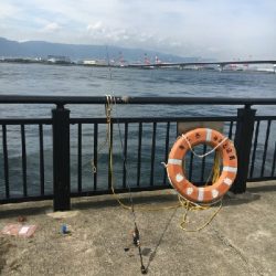 ウミタナゴってなに？？