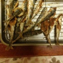 6月にカレイが釣れました