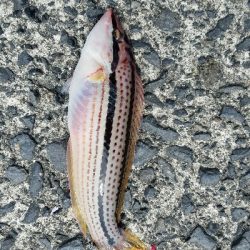 最近小さい魚が好調です。