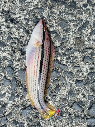 最近小さい魚が好調です。