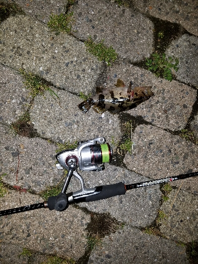 北側水道メバル調査