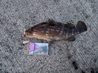 まさかのクエ！