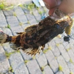 南芦屋浜メバル調査