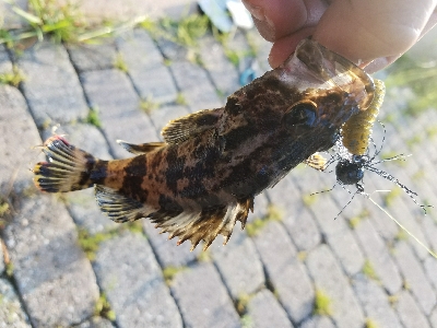 南芦屋浜メバル調査