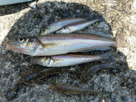 キス釣り　～鰯さん、時合短くね？～