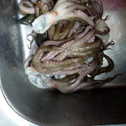 バイブでタコが釣れたので