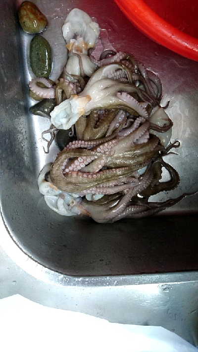 バイブでタコが釣れたので