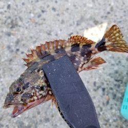 癒されガッシー