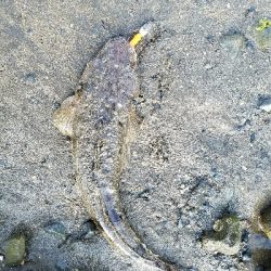 マゴチの楽しい季節です