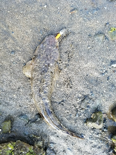 マゴチの楽しい季節です