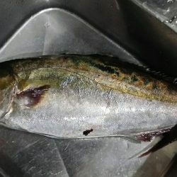 雨のなか釣り堀へ