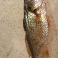 メジナチャレンジ