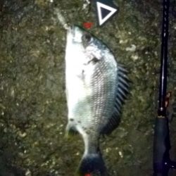 太田川放水路チニング