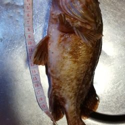 メジナにチャレンジ