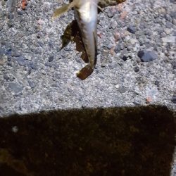 ２日連続夜釣り