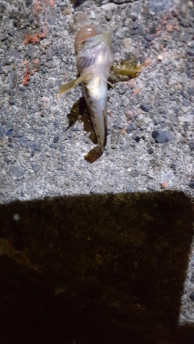 ２日連続夜釣り