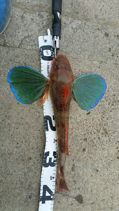 今年２回目の釣行