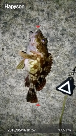 タチウオ狙いで阿賀マリノ