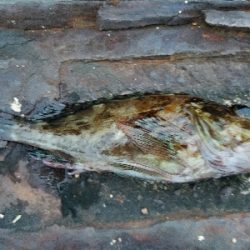 キス釣り　～丁寧に誘うといい～