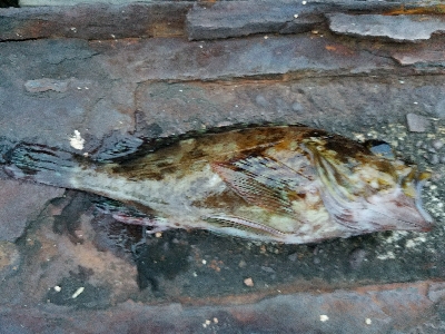 キス釣り　～丁寧に誘うといい～