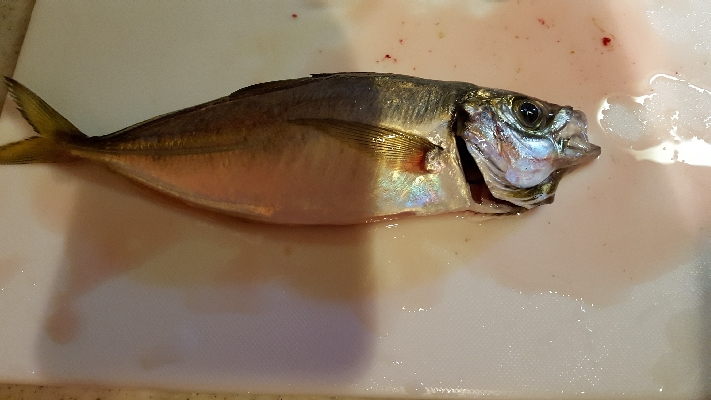 チヌを釣りたくて