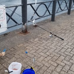 サビキとごかい　梅雨の合間