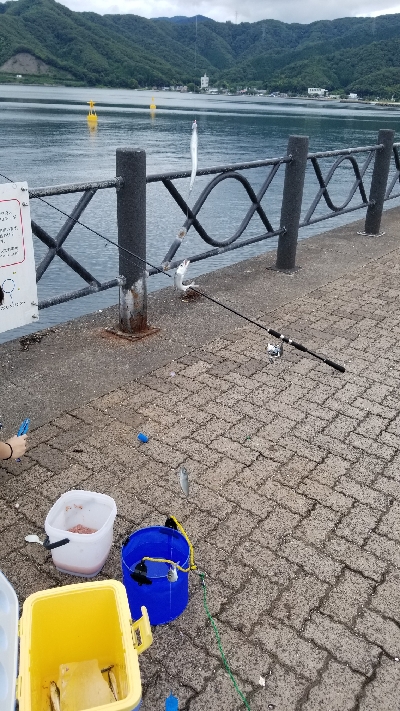 サビキとごかい　梅雨の合間